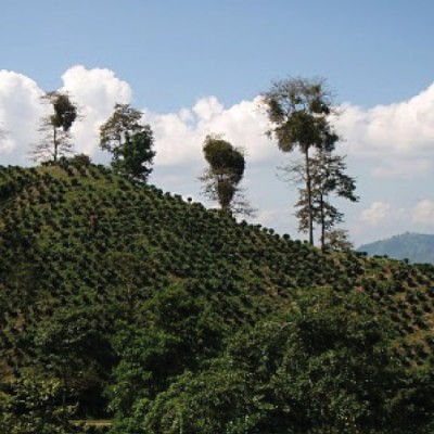 Káva Bolívia