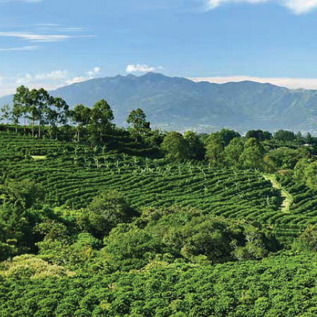 Káva Kostarika